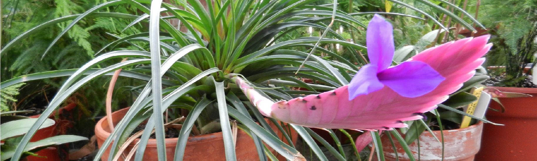 potted bromeliad