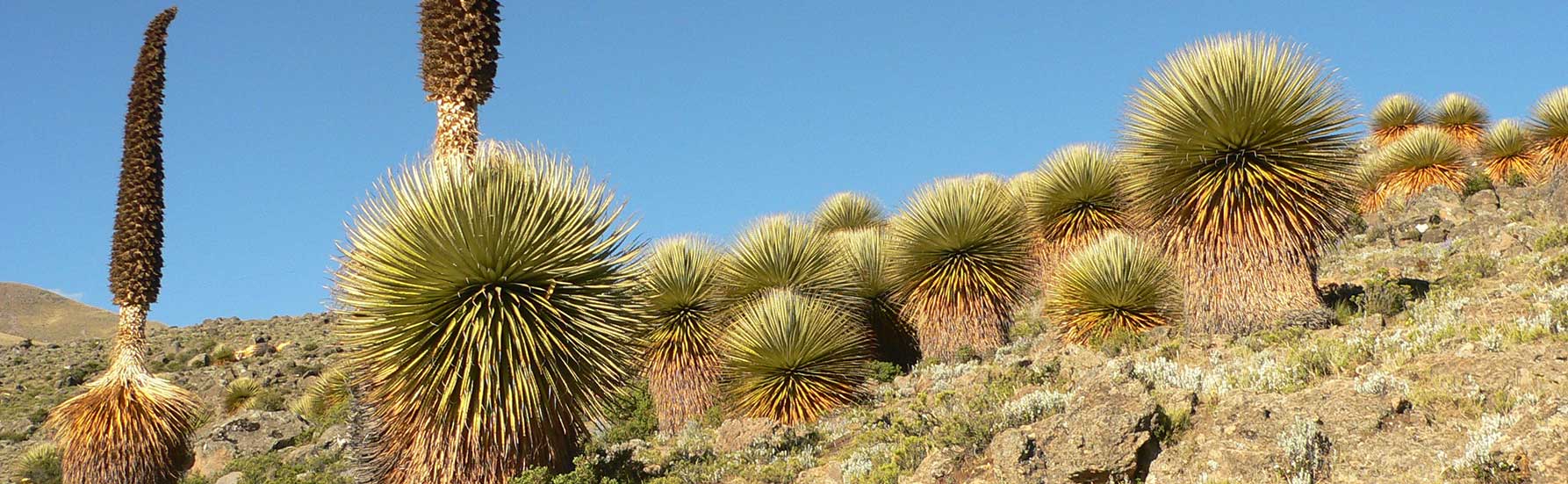 bromeliads