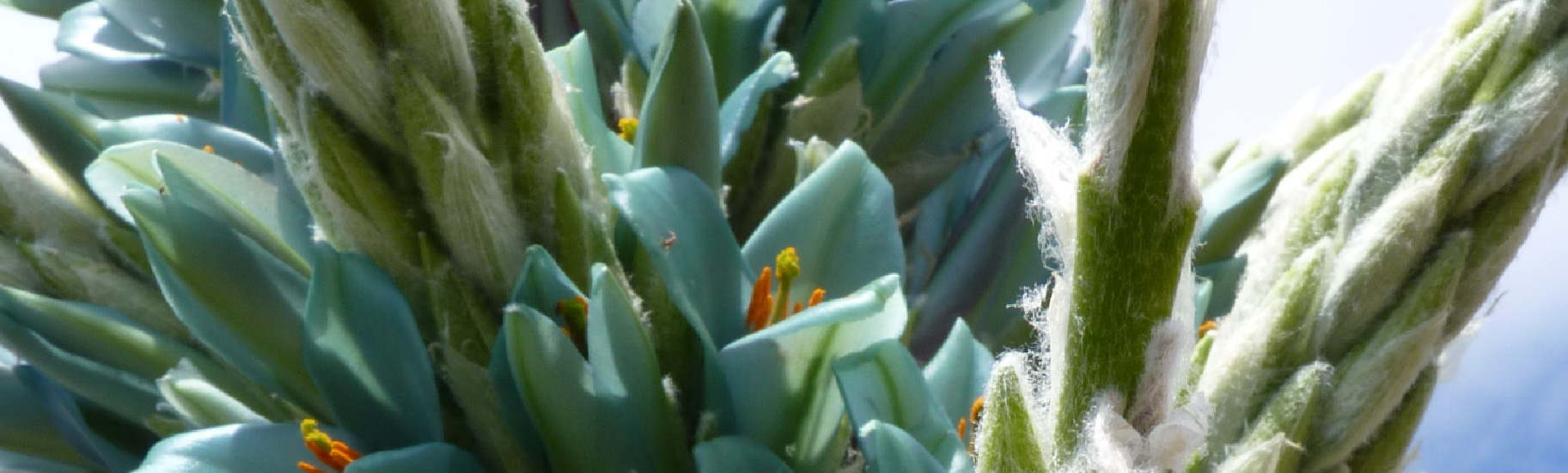 Puya