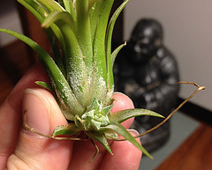 Tillandsia ionantha guatemala