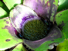 Bromeliad tank