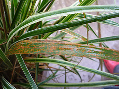 Rust disease