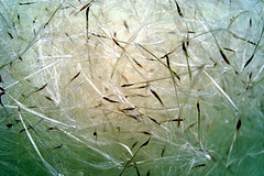 Bromeliad seeds