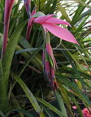 Bilbergia nutans