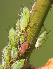 Aphids