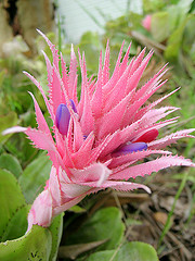 Aechmea fasciata