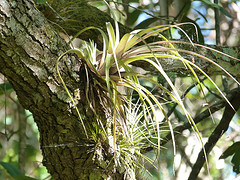 Epiphytic bromeliad