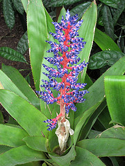 Aechmea Del Mar