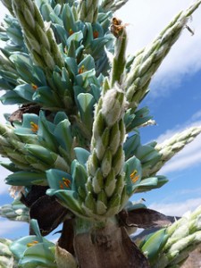 Puya berteronaia 