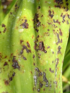 Leaf spot