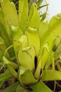 Aechmea triangularis