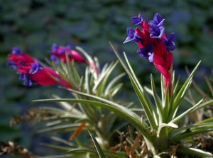 Tillandsia aeranthos