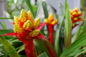 Guzmania 'limones'