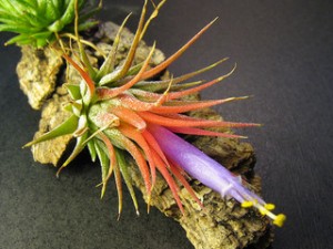 Tillandsia ionantha