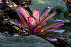 Neoregelia hybrid