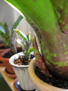 Neoregelia "Cathy Doerr" pup