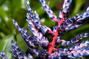 Aechmea 'blue tango'