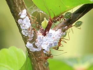 Mealybugs