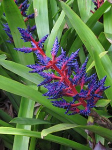 Aechmea ‘Blue Tango’ 