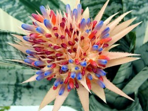 Bromeliad in Bloom