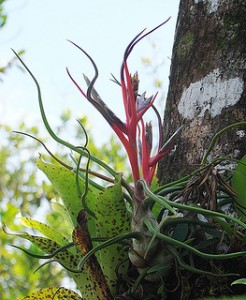 Tillandsia bulbosa 