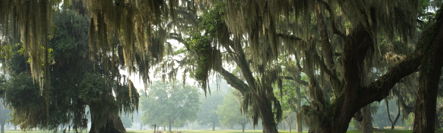 spanish moss